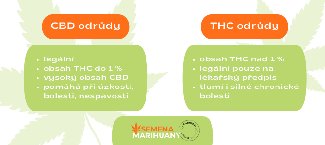 Rozdíl mezi CBD a THC odrůdami konopí